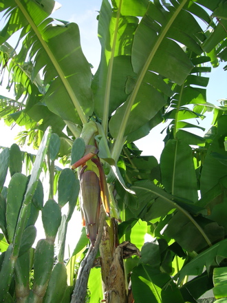 banane1